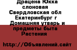 Драцена Юкка слоновая - Свердловская обл., Екатеринбург г. Домашняя утварь и предметы быта » Растения   